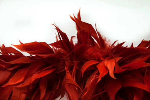 Red boa feathers of birds on a white background