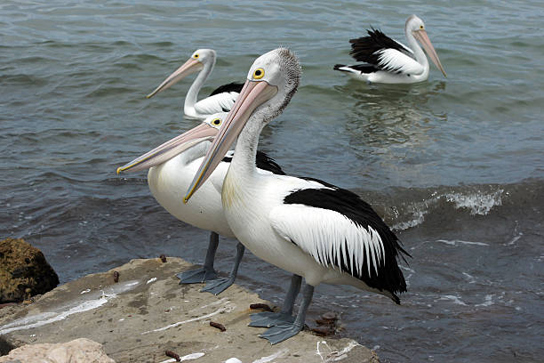 istock Australian Pelican, Kangaroo Island 466380919