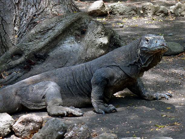 istock Komodo Dragon, Rinca island - Indonesia 466380955