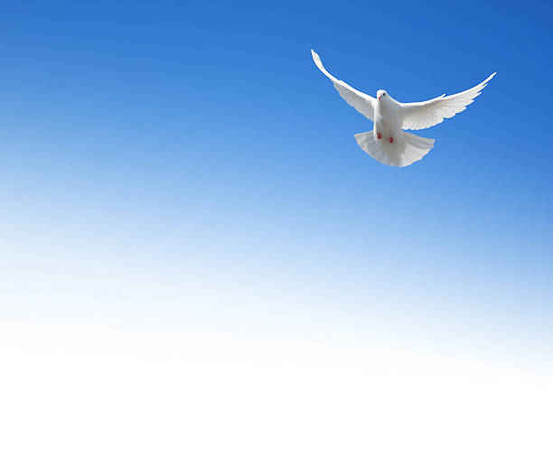 istock White dove flying in the sky 466381465