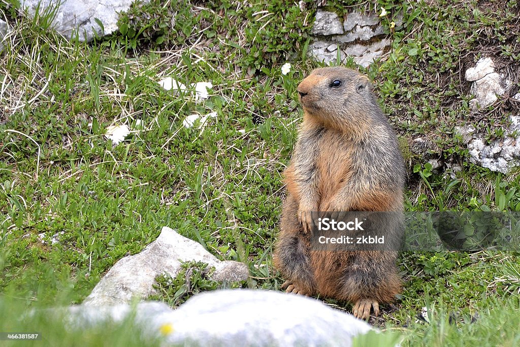 Marmota dos impostos sobre guarda - Foto de stock de Alpes Julian royalty-free