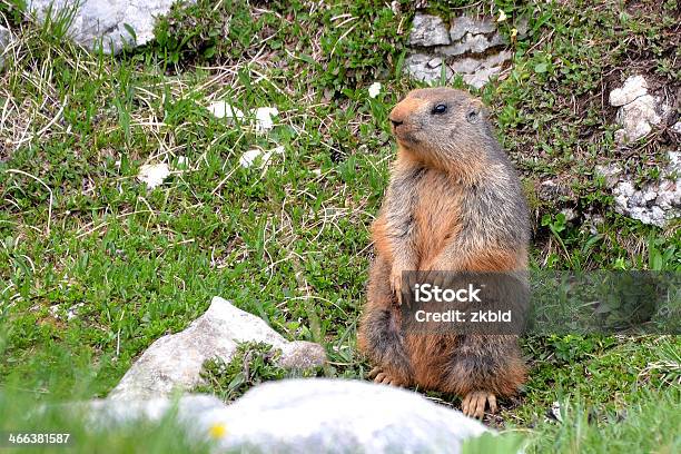 Foto de Marmota Dos Impostos Sobre Guarda e mais fotos de stock de Alpes Julian - Alpes Julian, Alpes europeus, Animal