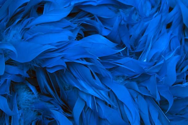 blue boa federn der vögel - feather boa feather isolated red stock-fotos und bilder