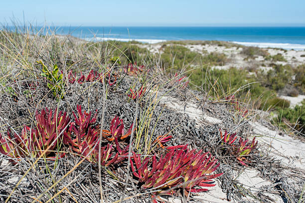 istock coastal landscape in south africa 466385024