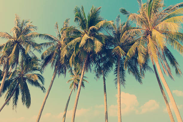 istock Vintage filter on a group of tropical trees 466385159