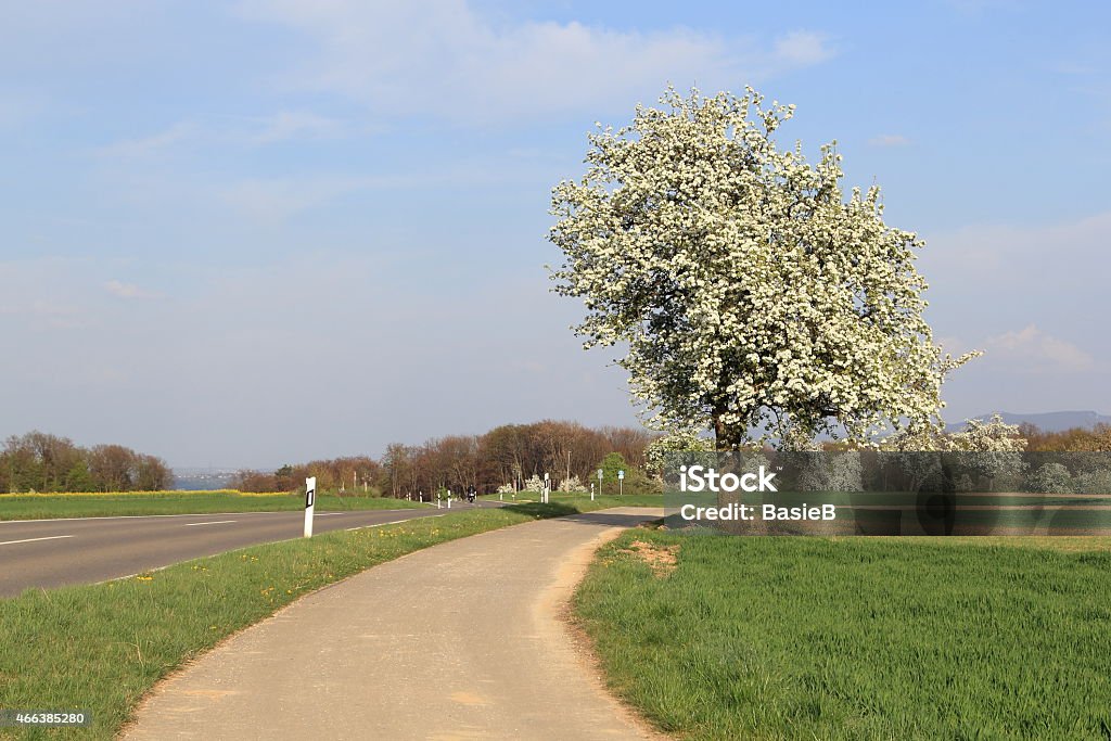 Birne Baum in voller Blüte - Lizenzfrei Birnbaum Stock-Foto