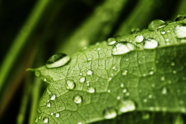 istock green leaf with drops of water 466385561