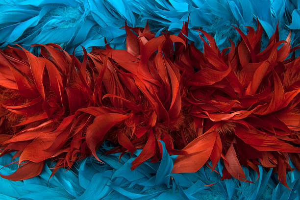 blau-rote boa federn der vögel - feather boa feather isolated red stock-fotos und bilder