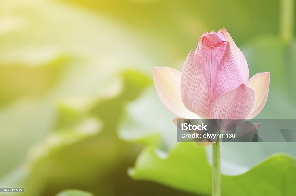 Morning lotus Morning lotus flower in the farm under warm sunlight. Beauty In Nature Stock Photo