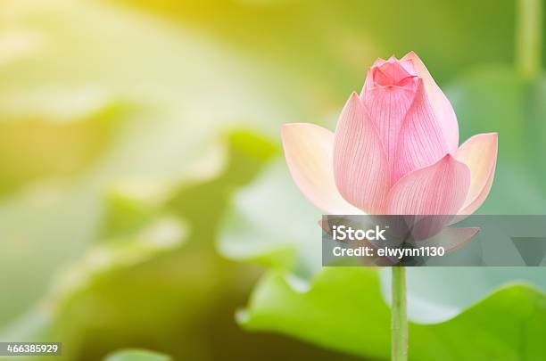 Morning Lotus Stock Photo - Download Image Now - Beauty In Nature, Copy Space, Day