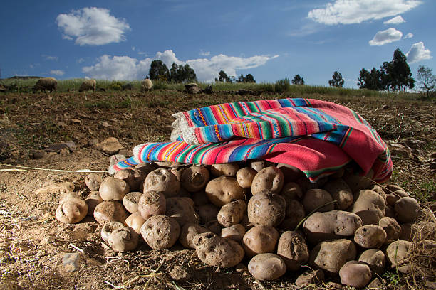 Organic potatoes stock photo