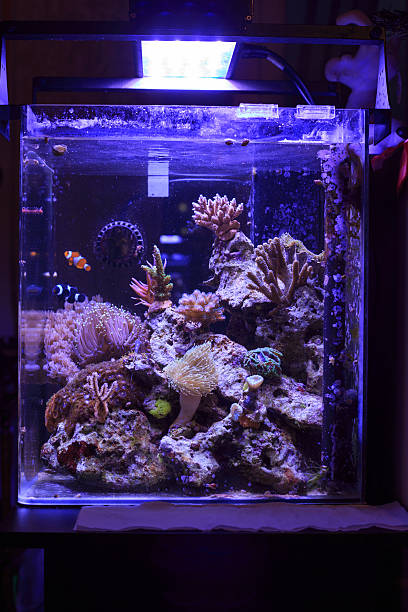 istock Colorful Saltwater Aquarium 466387603