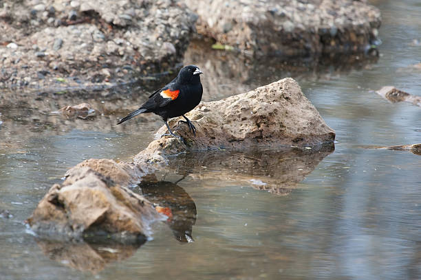 istock Male Red-winged Blackbird in the marsh 466387677
