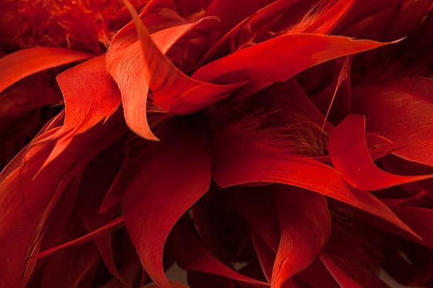 red boa federn der vögel - feather boa feather isolated red stock-fotos und bilder