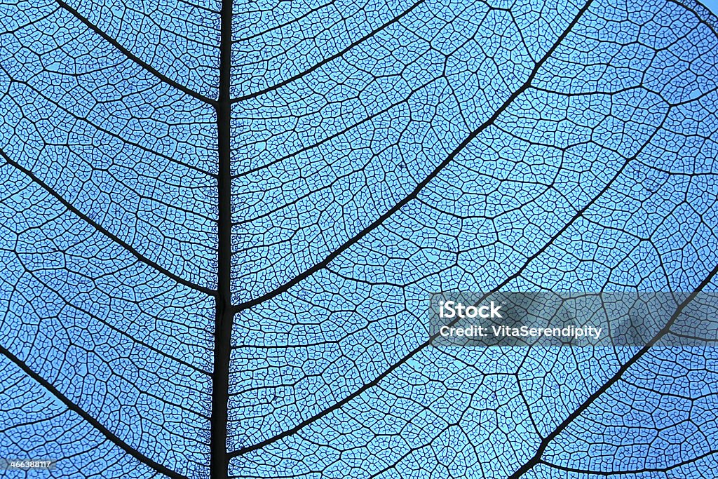 Leaf ribs and veins Leaf detail showing ribs and veins in back light Nature Stock Photo