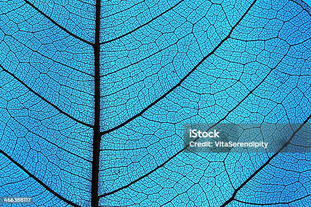 Leaf Ribs And Veins Stock Photo - Download Image Now - Nature, Leaf, Macrophotography