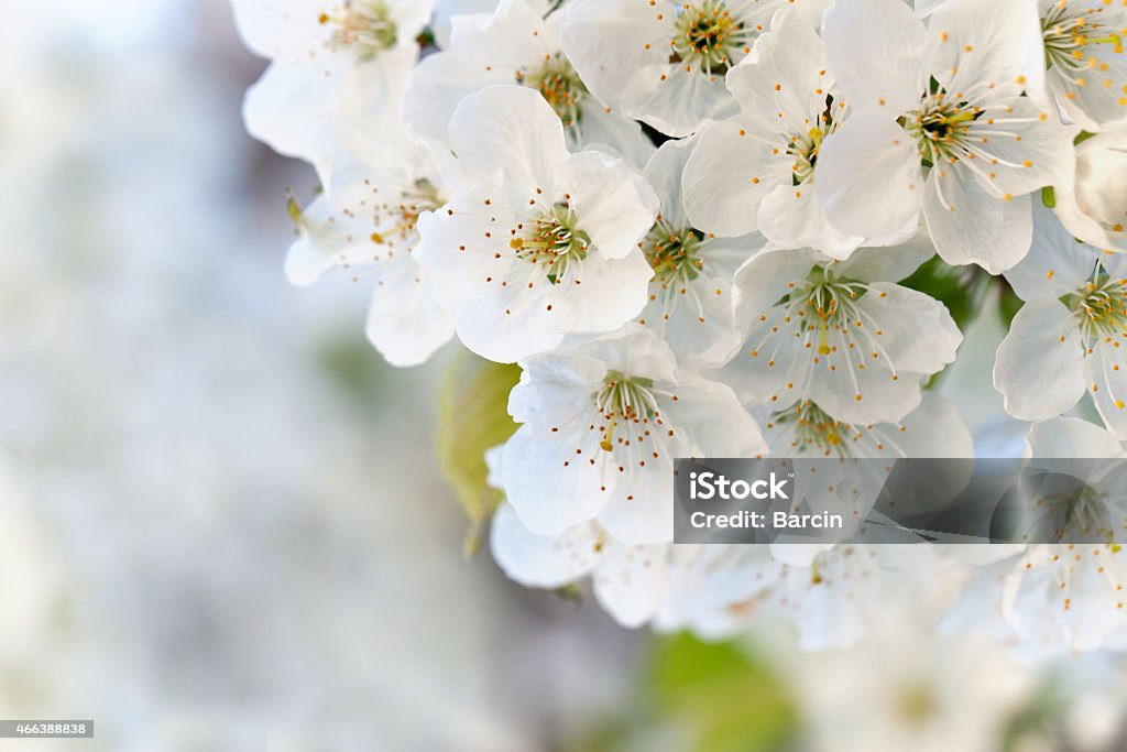 Cherry blossoms Close-up of spring cherry blossoms Blossom Stock Photo