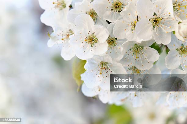 Cherry Blossoms Stock Photo - Download Image Now - Blossom, 2015, April