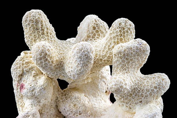 istock Part of beige Coral isolated on black background 466389002