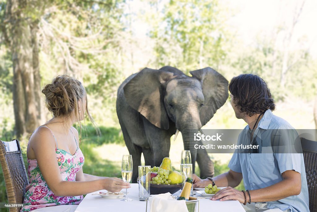 Elephant approaches a couple picnicing in South Africa Elephant approaches a young attractive couple enjoying a luxury picnic on the grounds of  Botlierskop Game Lodge, Mosselbay, Western Cape, South Africa 20-24 Years Stock Photo