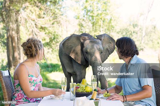 Elephant Approaches A Couple Picnicing In South Africa Stock Photo - Download Image Now