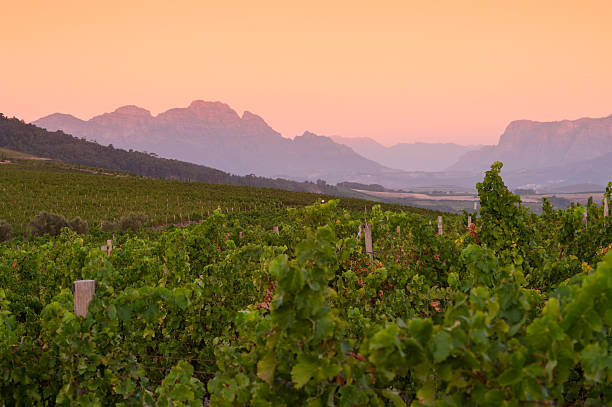 vineyard landscape at sunset with mountains in stellenbosch, south africa Vineyard landscape at sunset with mountains in Stellenbosch, near Cape Town, South Africa. stellenbosch stock pictures, royalty-free photos & images