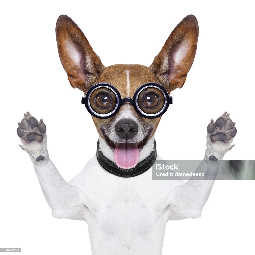 dumb crazy dog crazy silly dog with funny glasses and tongue ears down Jack Russell Terrier Stock Photo