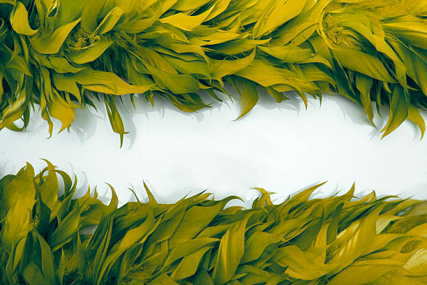 jaune-vert boa de plumes d'oiseaux - feather boa feather isolated red photos et images de collection