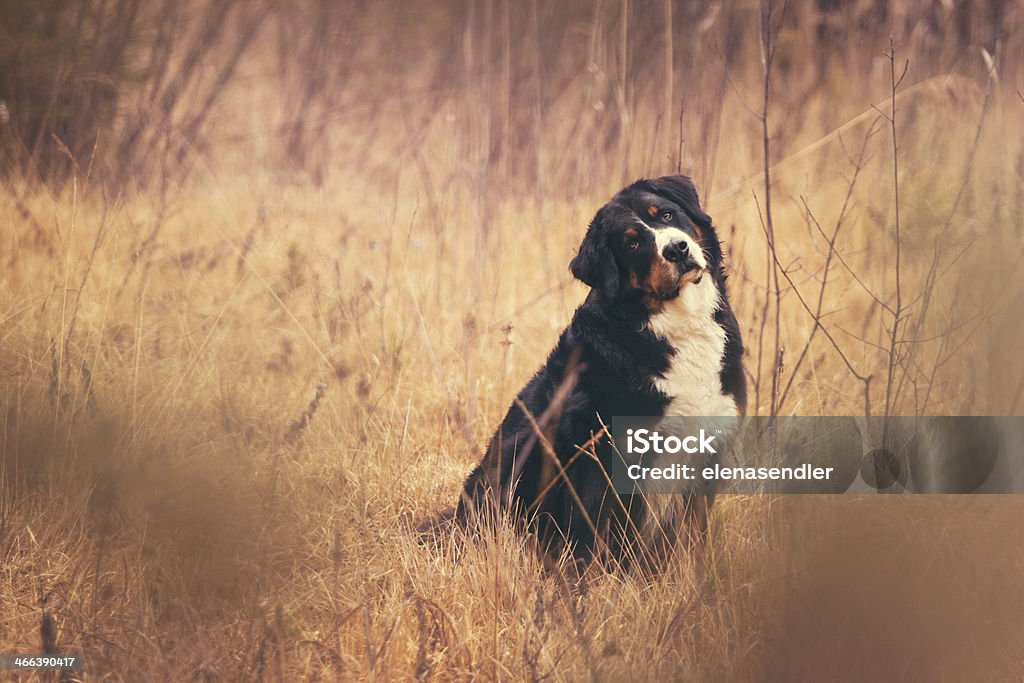 Cane in autunno Prato - Foto stock royalty-free di Bovaro del Bernese