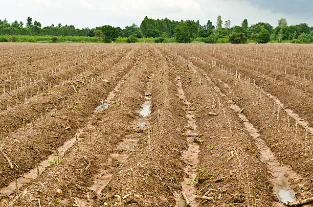 istock Cassava or manioc plant field 466391294
