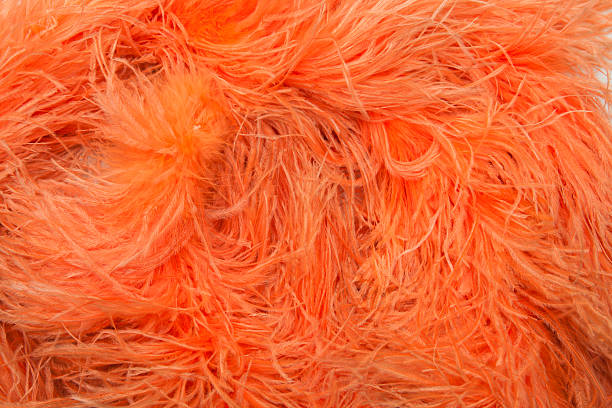 orangefarbenes straußenleder mit federn – boa - feather boa feather isolated red stock-fotos und bilder