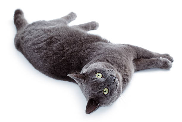 istock Green eyed Maltese cat also known as the British Blue 466394849