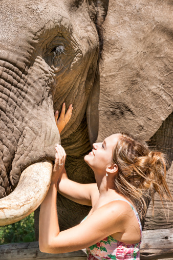 Smiling woman touches the face of an elephant at a safari game lodge in Mosselbay, Garden Route, South Africa
