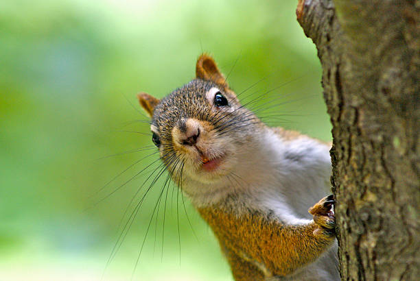 scoiattolo rosso cercando in giro un albero - scoiattolo foto e immagini stock