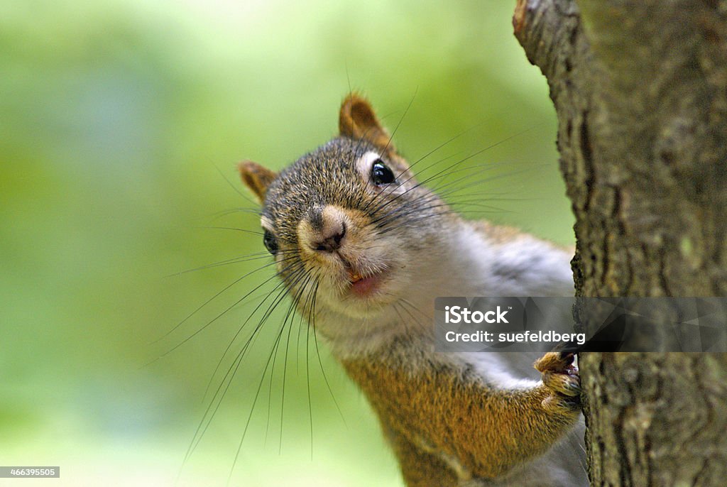 Red Squirrel Looking Around a Tree American Red Squirrel close-up of face looking around a tree trunk Squirrel Stock Photo
