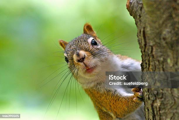 Red Squirrel Looking Around A Tree Stock Photo - Download Image Now - Squirrel, Animal, Cute