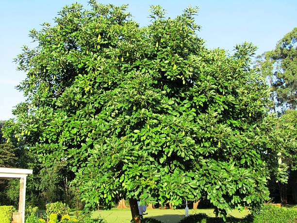Avocado Tree, Avocados on the tree in Kenya stock photo