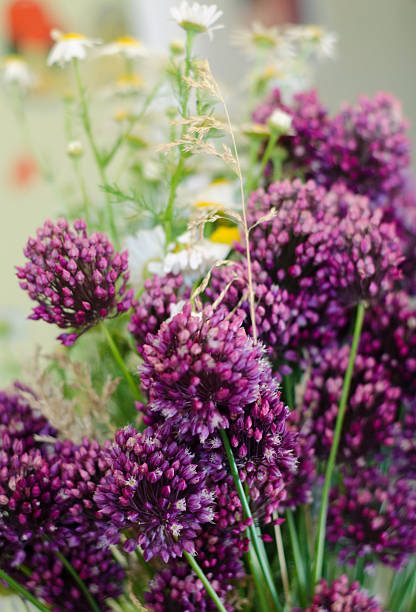 istock purple wildflowers 466395656