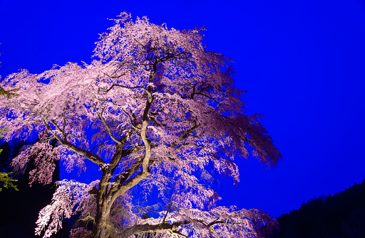 Cherry blossoms, Villager call Kurofunezakura, with Lighting in Achi village, Nagano prefecture, Japan.