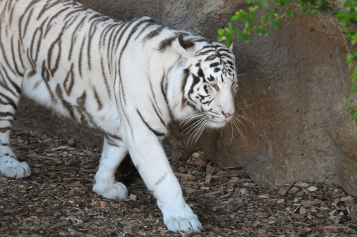 Close up image of Endangered Beautiful White Bengal Tiger