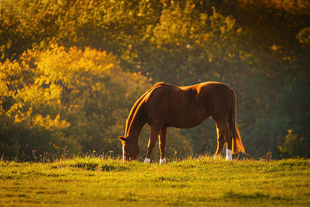 istock Horse in a meadow 466396257
