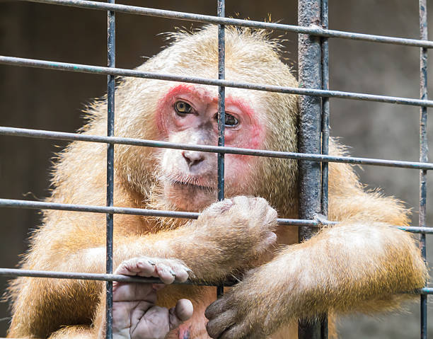 istock Sad monkey jailed behind the fence 466397827