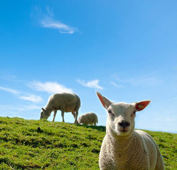 Spring image of a young lamb with the mother sheep stock photo