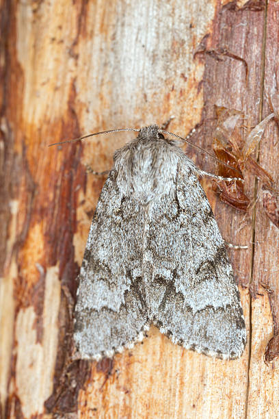 istock The light knot grass, Acronicta menyanthidis resting on wood 466398850