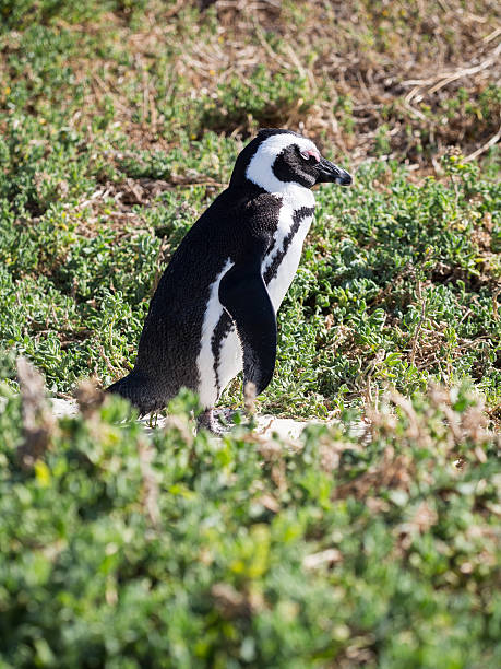 pinguim - simon lake - fotografias e filmes do acervo