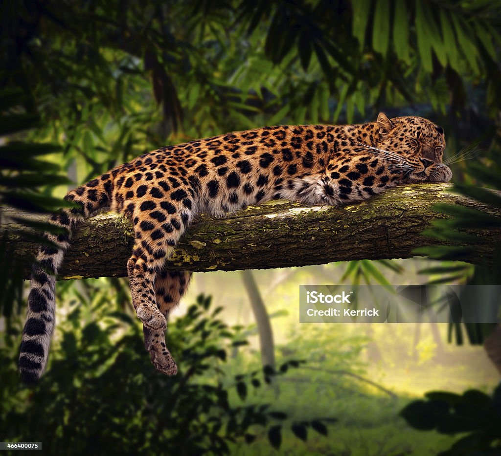Leopard schlafen im Dschungel - Lizenzfrei Tier Stock-Foto