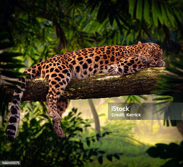 Leopard Schlafen Im Dschungel Stockfoto und mehr Bilder von Tier - Tier, Leopard, Schlafen