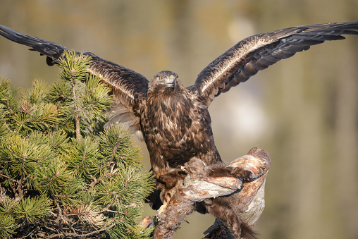 A young male Golden Eagle uses his wings to balance while he gets a firm hold of a Pine Marten and the branch of a tree.