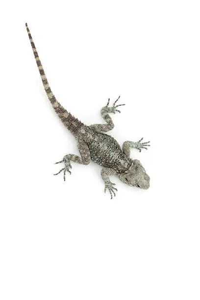 Photo of Lizard on the floor. Top view