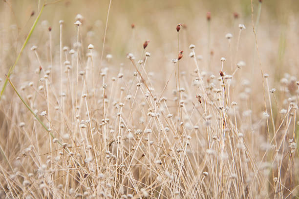 istock flowers in the garden soft blur background 466401016
